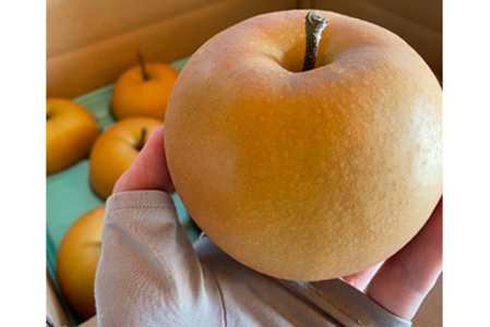 【2026年先行予約】和梨 あきづき 約3kg（約4～7個）《9月下旬～お届け》 山伴しなの川フルーツガーデン 梨 あきづき梨