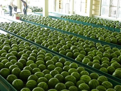 尾花沢すいか 大玉 5L×1玉 令和8年産 7月下旬~8月上旬発送 山形県 ja-suo1x5