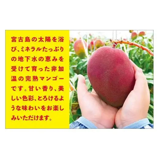 宮古島すがわら農園　完熟マンゴー2kg（3～6玉）（FR007）