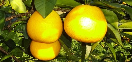 河内晩柑 5kg 家庭用 西尾農園の晩柑 晩柑