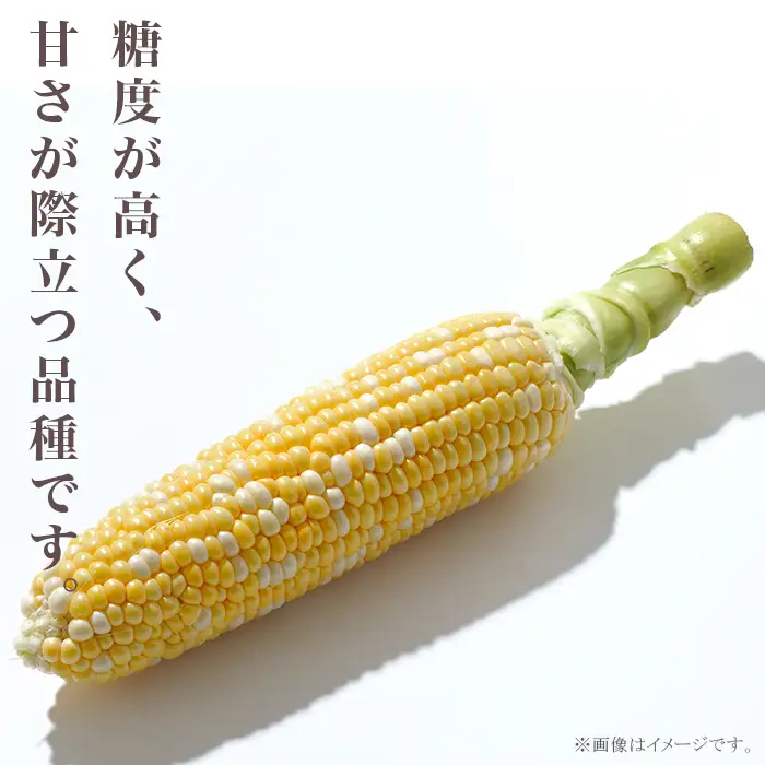 324 とうもろこし ドルチェドリーム 約5kg 11～13本 朝採れ バイカラー 黄 白 茨城 先行予約 2026年7月頃～発送予定