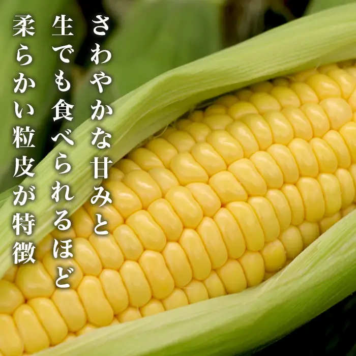 325 とうもろこし ゴールドラッシュ or 味来 約5kg 13本 朝採れ 黄 茨城 先行予約 2026年7月頃～発送予定