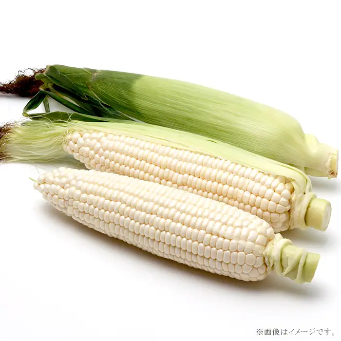 326 とうもろこし ピュアホワイト 約5kg 13本 朝採れ 白 茨城 先行予約 2026年7月頃～発送予定