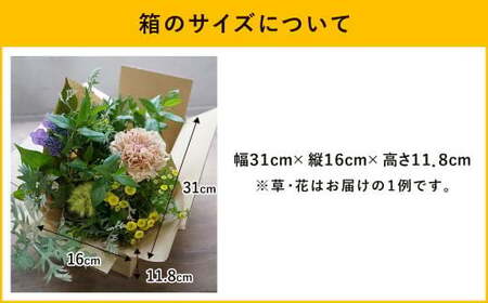 【定期便 3ヶ月】草花ノ定期便 Mサイズ 5～8種類 約8～10本