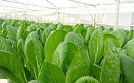 水耕 栽培 新鮮 葉物 野菜 Cセット GreensFarm ホタル サラダ 和え物【2026年11月上旬～2027年6月上旬発送予定】