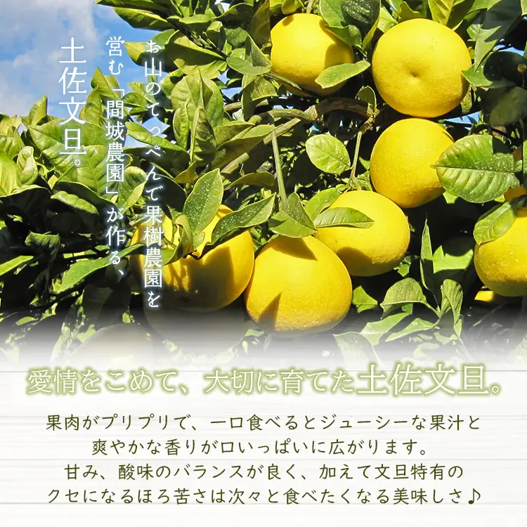 間城農園 土佐文旦10kg (M～Lサイズ) - 期間限定 高知産 土佐文旦 小玉 フルーツ 文旦 ぶんたん ブンタン 果物 文旦 みかん 家庭用 ms-0097