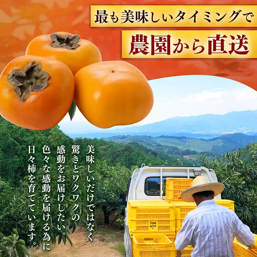 【 贈答用 富有柿 】 上田さんちの柿 12個 2L サイズ | フルーツ くだもの 果物 柿 かき カキ 奈良県 五條市 日本一の柿のまち 秋の味覚 特産品 果実 11月 12月 秋 旬 味覚 グルメ お取り寄せ 送料無料 大容量 農家直送 産地直送 ビタミン タンニン 食物繊維 豊富 美容 健康 上田農園 贈答 プレゼント ギフト