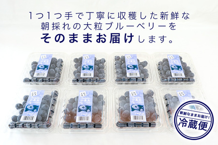 【数量限定・期間限定】 小美玉ブルーベリー 約800g（100g×8） 大粒 小分け 国産 茨城県産 冷蔵 朝採れ 朝どり 朝どれ 生果 ブルーベリー フルーツ 果物 くだもの とれたて 新鮮 ぶるーべりー 17-AG ＜6月下旬～7月中旬発送予定＞