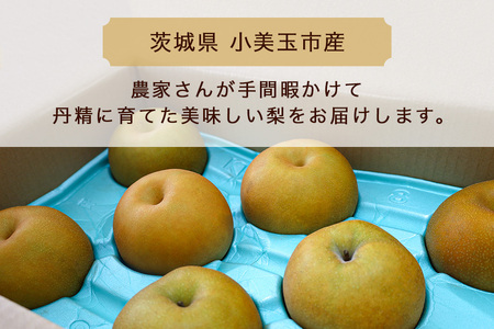 【数量限定 / 夏季限定】 梨（新高）約5kg 梨 なし ナシ 日本梨 にいたか ニイタカ 17-Y 【9月中旬以降発送予定】
