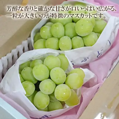 【2026年先行受付】シャインマスカット 約1kg（2房)【シャインマスカット ぶどう ブドウ 葡萄 フルーツ 果物 くだもの さっぱり上品 人気 2房 先行予約 ギフト 贈答用 プレゼント 贈り物】