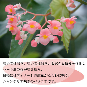 花郷園オリジナル　恋するハート型ベゴニア「マザーズ・ディ」　【花・フラワー・インテリア・屋内・屋外・ギフト・鉢植え・園芸・初心者】