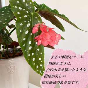 花郷園オリジナル　恋する水玉ベゴニア「流れ星」【花・フラワー・インテリア・屋内・屋外・ギフト・鉢植え・園芸・初心者】