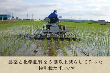 【令和7年産】新潟産ミルキークイーン「ミルキー米」特別栽培米 精米10kg（5kg×2袋） 白米真空パック 加茂市 織原農園 ミルキークイーン 新潟県産ミルキークイーン 米 お米 ミルキークイーン ミルキークイーン ミルキークイーン ミルキークイーン ミルキークイーン
