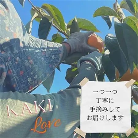 【令和8年10月上旬から発送】たねなし柿L～2Lサイズ(16～18個入り)_果物・フルーツ 柿（カキ）  かき_【配送不可地域：離島】【1410559】