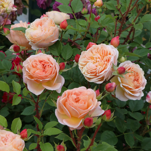 バラ苗鉢植え「アイ ウィル」 [h190]