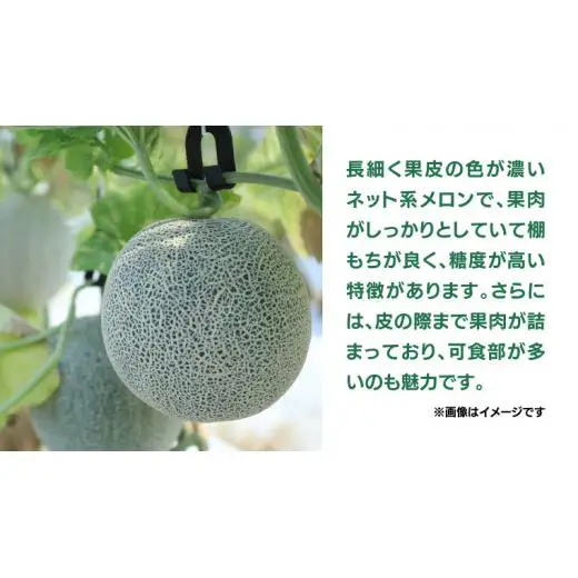 《 先行予約 》茨城県産 タカミ メロン 3L 4玉 ( 約 4.5kg ) 【 2026年6月中旬発送開始 】