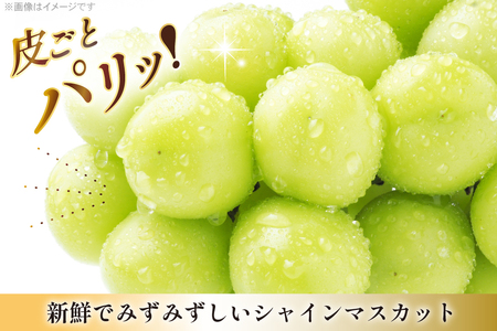 【期間限定発送】 大粒 ぶどう 3種 詰合せ シャインマスカット 1房 大粒ぶどう 2種 2房 計3房 [本田農園 山形県 高畠町 tk06ays820000]
