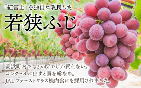 【2026年先行予約】ぶどう 種なし 巨峰 若狭ふじ 8カップ（約640g）