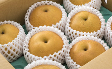 《先行予約 2026年度発送》 和なし(幸水または豊水) 5kg なし ナシ 梨 デザート フルーツ 果物 くだもの 果実 食品 山形県 FSY-0709