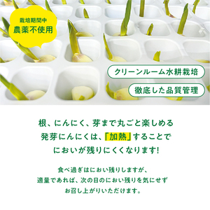 934 根と芽も丸ごと食べられる！発芽にんにく【30本】岐阜産クリーンルーム水耕栽培