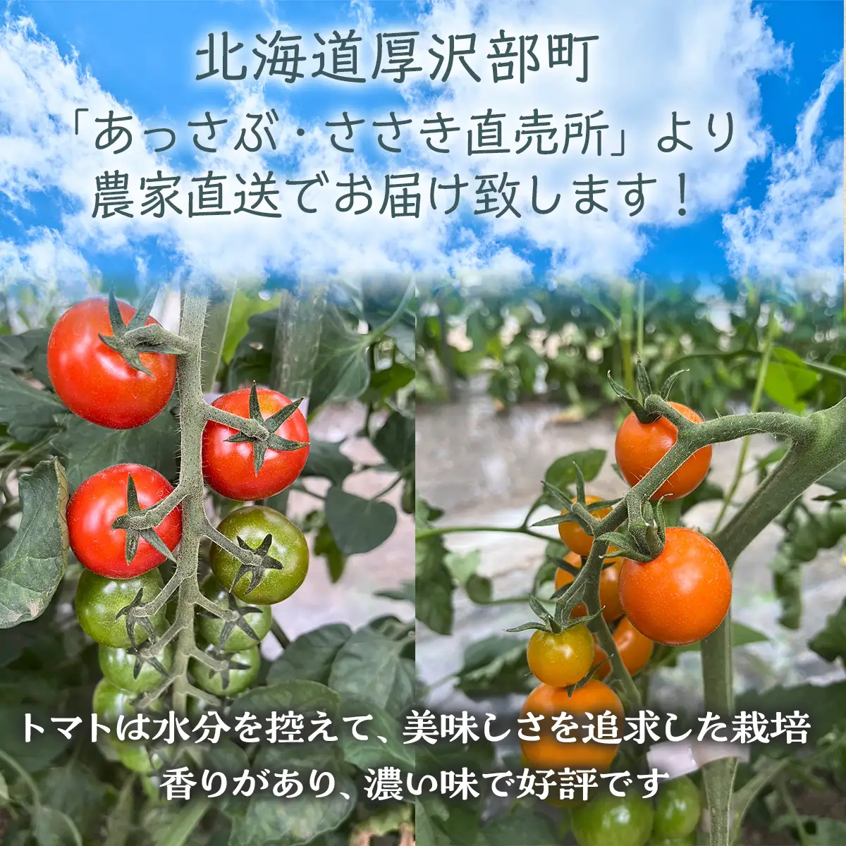 トマト詰合わせ（大玉・フルーツトマト・ミニトマト）約4kg ASO005