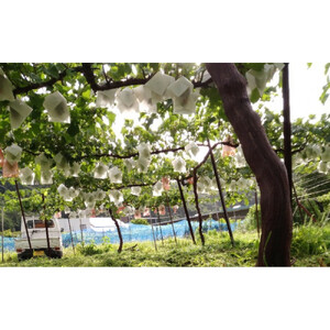 ぶどう 訳あり 先行予約 シャインマスカット クイーンニーナ 計約1kg 種なし 不揃い