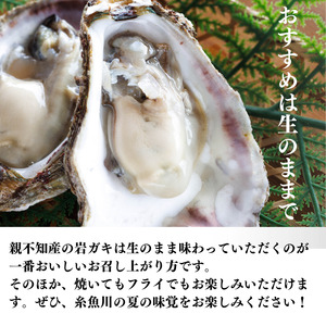 【先行予約】親不知産 天然岩牡蠣(生食用) 大サイズ10個前後 2026年7月中旬以降順次発送 鮮度抜群！ 水揚げ直後に発送 日本海 かき カキ 岩ガキ