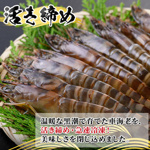 【車海老日本株式会社】 くるまえび LLサイズ・10～12尾 冷凍 n212