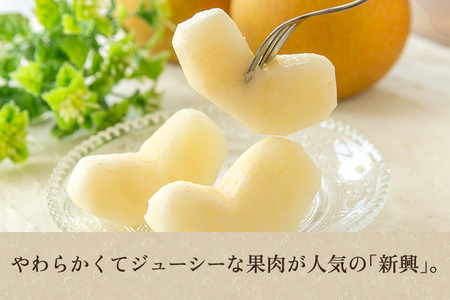 【2026年先行予約】新潟県産 和梨 新興 5kg（6〜12玉）《10月下旬以降発送》しんこう 梨工房みつば会