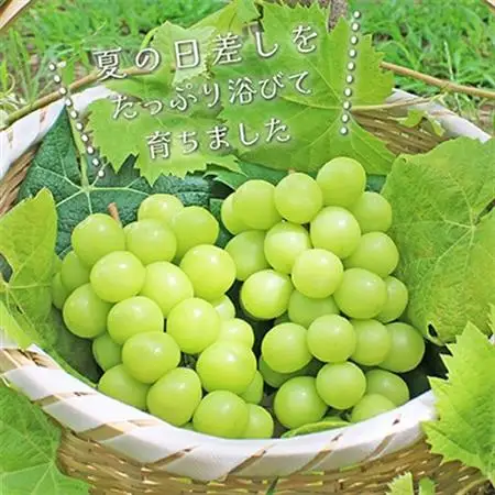 2026年発送 山梨県産 シャインマスカット 約2.5kg(4～6房) 山梨が誇る 人気果物【配送不可地域：離島・沖縄県】【1272527】
