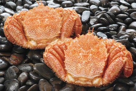 北海道産毛がに甲羅盛プレミアム（2個入） 蟹 かに カニ 毛ガニ 毛蟹 北海道 函館 はこだて ふるさと_HD098-003