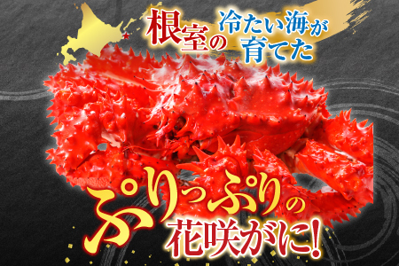 【北海道根室産】花咲かに500g前後～650g前後×2尾 B-76028