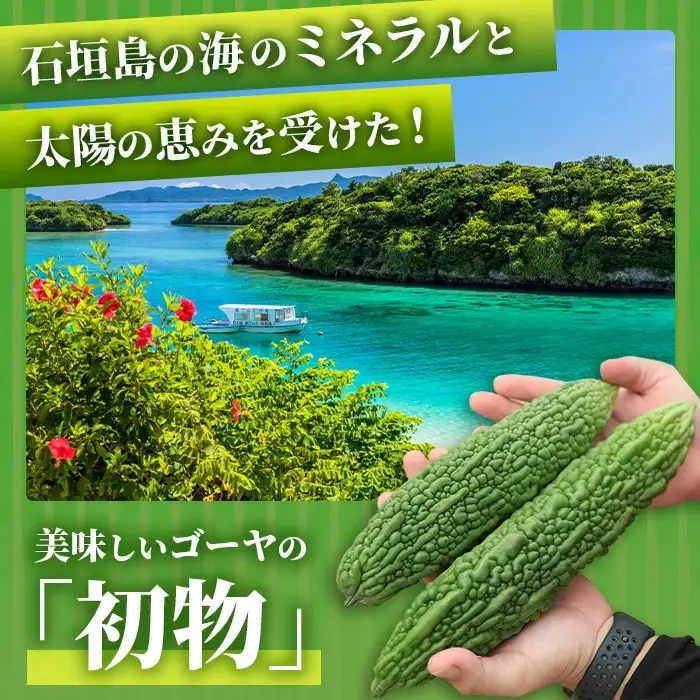 【予約受付】 贈答用 「初物ゴーヤ」 OI-1