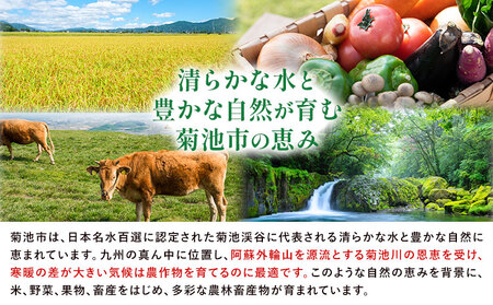 アールスメロン 約2kg×3玉 特選 (約6kg)【養生市場】メロン 果物 フルーツ マスクメロン 九州産 熊本県産 送料無料 《2026年10月中旬-11月中旬頃出荷予定》