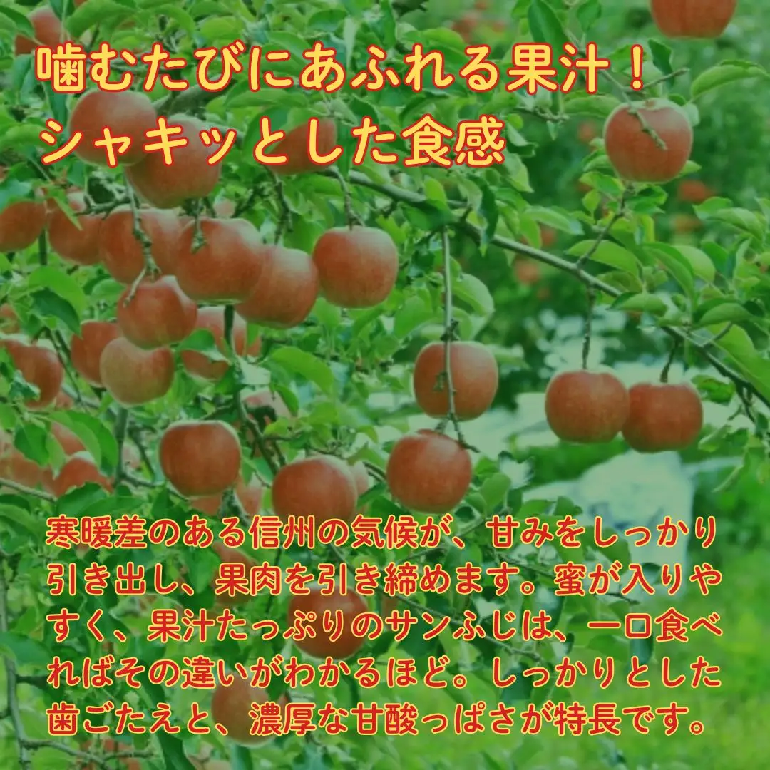 【2026年先行予約】サンふじ 約3kg| りんご りんご