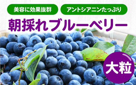【先行予約】対馬産 朝採れ 大粒 ブルーベリー ( 青果 ) 600g フルーツ 果物 生食 新鮮 朝食 冷蔵  [WBG006]