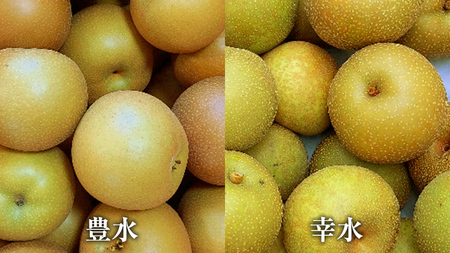 農園直送！おまかせ 梨 3kg 【7月下旬発送開始】 