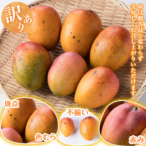 ＜先行予約受付中・2026年6月下旬～7月下旬頃に発送予定＞＜訳あり・数量限定＞ 完熟アップルマンゴー「紅」(約900g・850～950g) マンゴー 果物 フルーツ【大徳産業】A392-v02