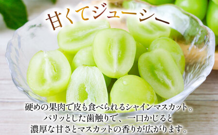 【2026年8月下旬〜発送】シャインマスカット 約2kg（約2-5房）/ マスカット シャインマスカット ますかっと ぶどう 葡萄 ブドウ フルーツ 果物 / 南島原市 / 長崎県農産品流通合同会社 [SCB076]