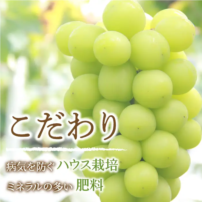 【2026年発送★先行予約】笛吹市産　 厳選! シャインマスカット 2～3房 約1.0kg 205-004-26y