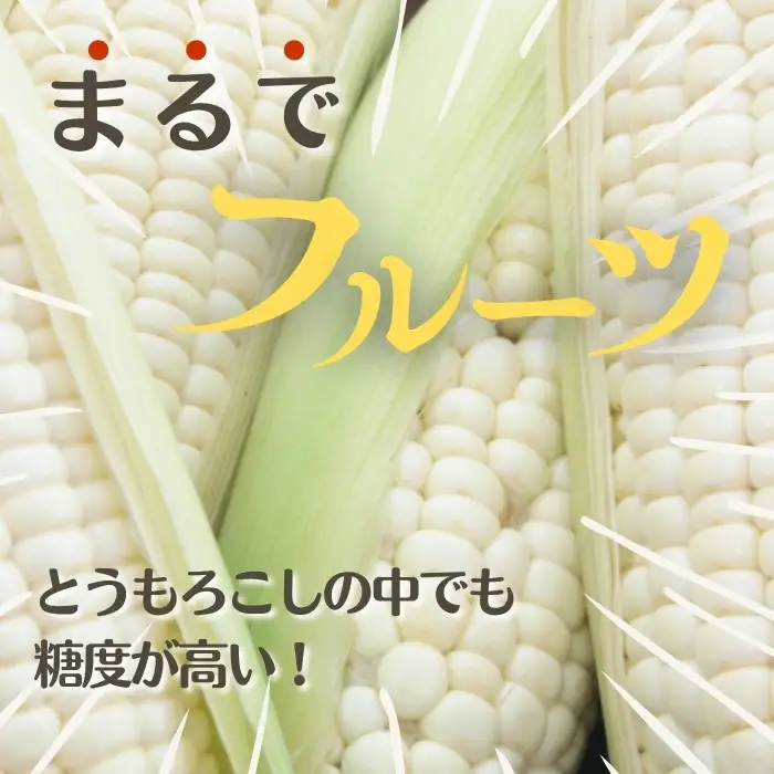 【2026年7月下旬頃発送】「ロイシーコーン」 8本 約1.6kg【たかだ畑】とうもろこし スイートコーン 白い 野菜 産地直送 とうきび BBQ バーベキュー キャンプ 甘い 北海道 比布町 ぴっぷ 1018-001