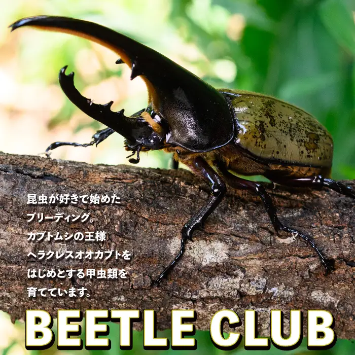 【B76001】ヘラクレスオオカブト (ヘラクレスヘラクレス) 3令幼虫ペア(オスメス) 人工蛹室付 鹿児島 ヘラクレス カブトムシ かぶとむし 雄 オス 昆虫 虫 むし 幼虫 生体 飼育 生き物 生物【ビートル倶楽部】