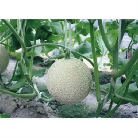 木曽岬産マスクメロン　2玉(1玉1.5kg以上)　令和8年7月16日から発送【1259093】