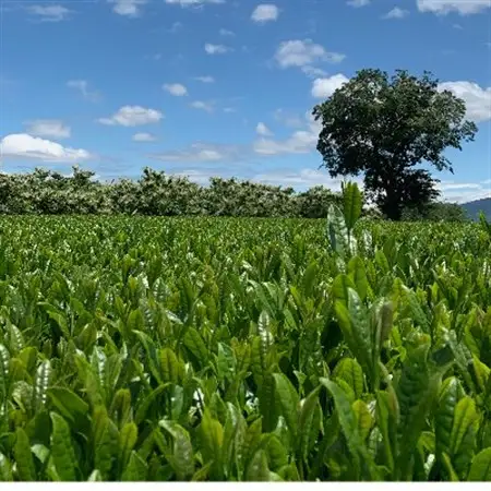 熊本県美里町産　GABA烏龍茶(3gティーバッグ×15P)3個_飲料・ドリンク 茶葉・ティーバッグ 紅茶 _【1219570】