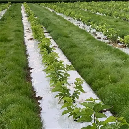 熊本県美里町産　有機栽培認証　桑の葉茶(1gパウダー×30P)2個_飲料・ドリンク 茶  _【1219574】