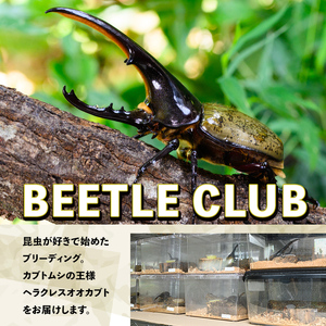 【C76002】ヘラクレスオオカブト (ヘラクレスヘラクレス) 成虫ペア オス(130mm台) メス(フリーサイズ) 鹿児島 ヘラクレス カブトムシ かぶとむし 雄 オス 昆虫 虫 むし 成虫 生体 飼育 生き物 生物【ビートル倶楽部】