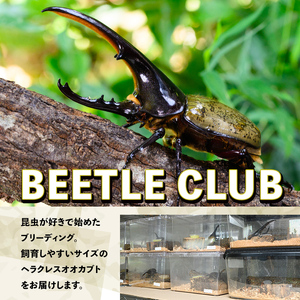 【C76001】ヘラクレスオオカブト (ヘラクレスヘラクレス) 成虫ペア オス(120mm台) メス(フリーサイズ) 鹿児島 ヘラクレス カブトムシ かぶとむし 雄 オス 昆虫 虫 むし 成虫 生体 飼育 生き物 生物【ビートル倶楽部】