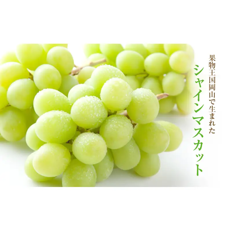 【2026年 先行予約】【訳あり品】シャインマスカット 2房 合計約1kg 冷蔵配送 ぶどう 葡萄 フルーツ 果物 岡山 岡山のぶどう 岡山の果物 食後 デザート 産地直送 大粒 皮ごと 種無し 