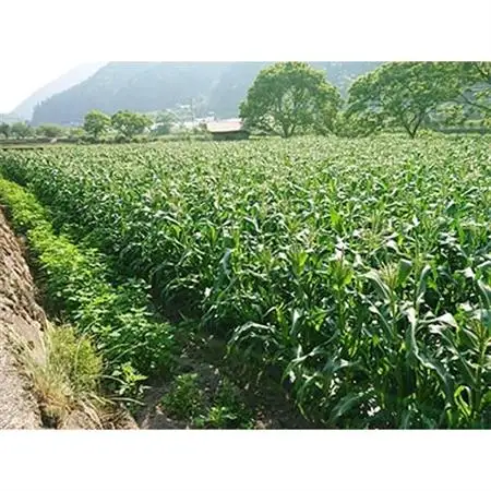 【季節限定】夏にぴったり!あま～いとうもろこし!わくわくコーン(10本)【配送不可地域：離島】【1111812】