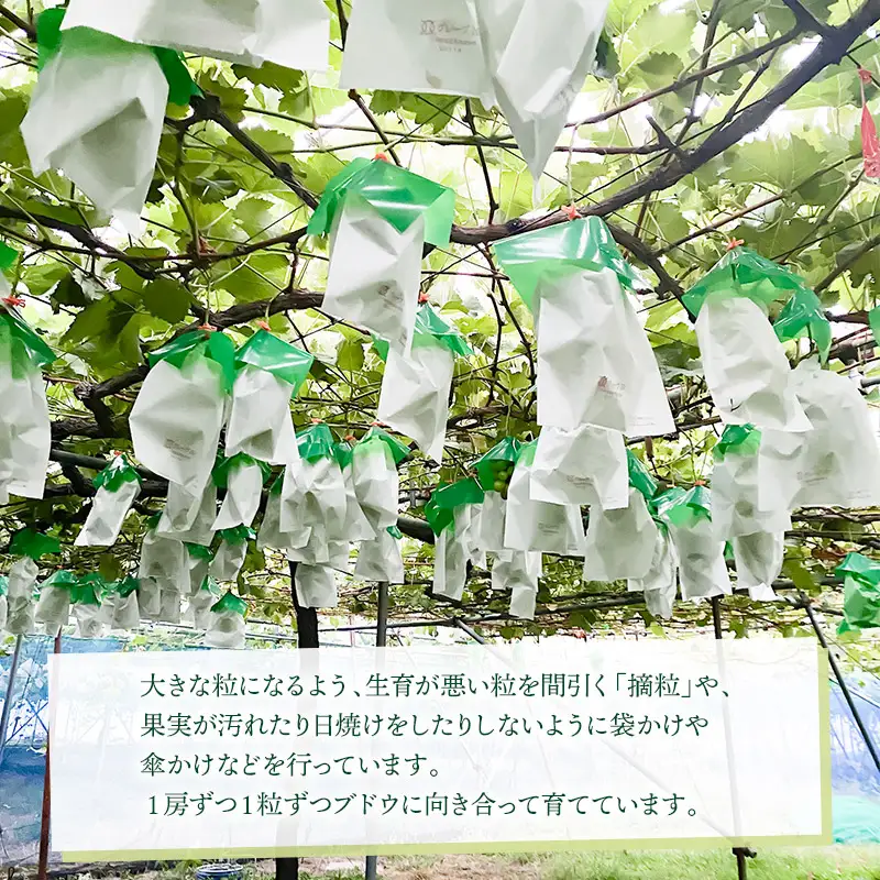 【令和8年産先行予約】 大人気 シャインマスカット　約1kg（ 2房 ） 山形県鶴岡産　重ちゃん農園
